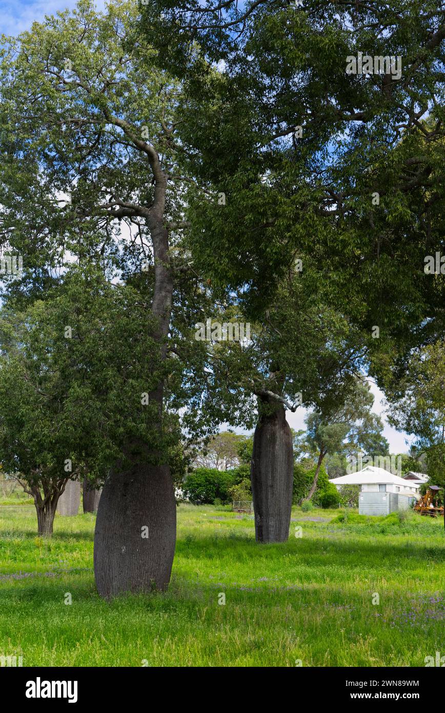 Broad Leafed Queensland Bottle Tree Cracow Queensland Australia Foto Stock