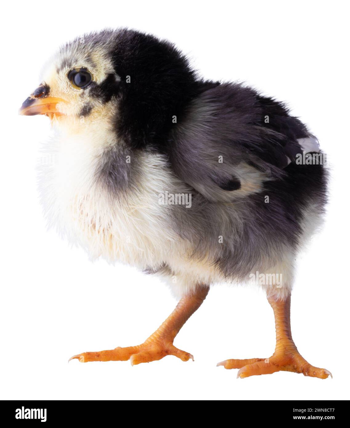 Pulcino di pollo isolato della razza Austerlorp isolato in una foto. Foto Stock