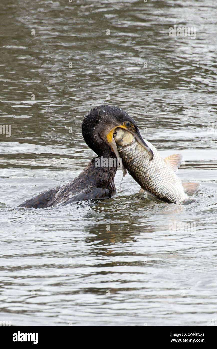 Cormorano (Phalacrocorax carbo) che cattura e deglutisce il Chub europeo (Squalius cephalus) o il Roach comune (Rutilus rutilus) Norfolk febbraio 2024 Foto Stock