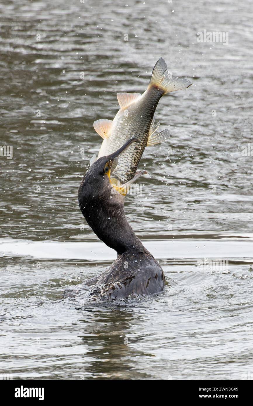Cormorano (Phalacrocorax carbo) che cattura e deglutisce il Chub europeo (Squalius cephalus) o il Roach comune (Rutilus rutilus) Norfolk febbraio 2024 Foto Stock