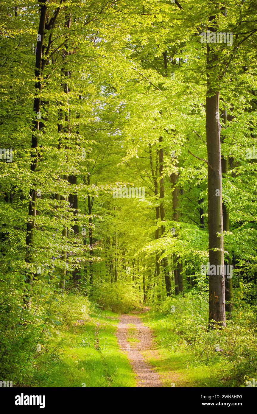 Un sentiero escursionistico attraverso una foresta di faggi verde chiaro in primavera Foto Stock