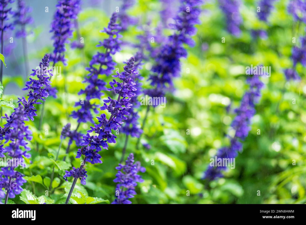 Primo piano di guglie mistiche di salvia viola piante blu crogiolate alla luce soffusa del sole, con un fresco sfondo naturale Foto Stock