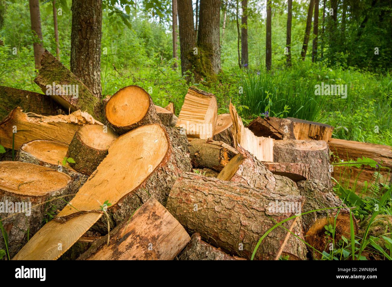 Tronco per legna da ardere in una foresta sostenibile con suolo vegetato Foto Stock