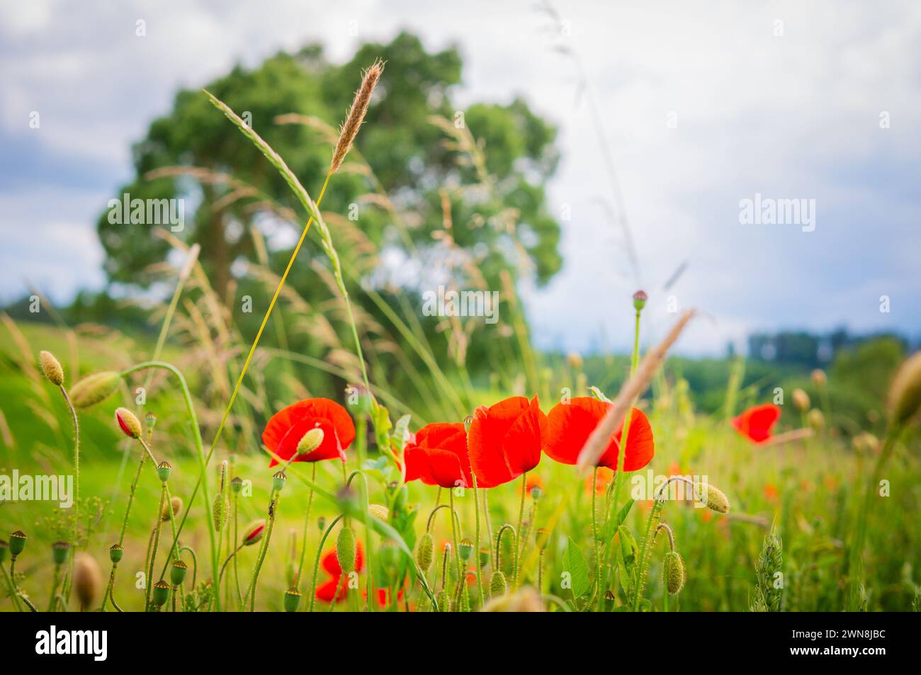 Fiori di papavero rosso in un campo di grano con albero sfocato sullo sfondo Foto Stock