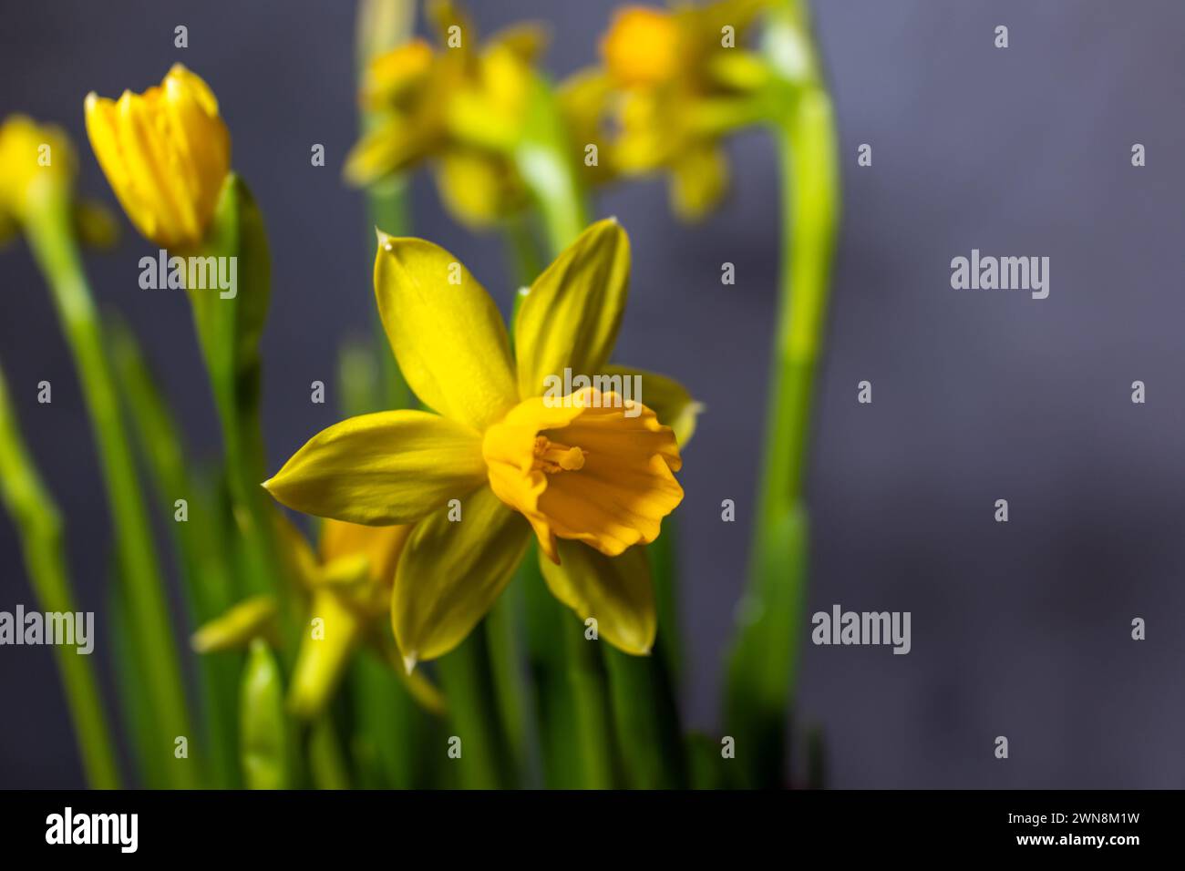 Primo piano del germoglio di un narciso giallo brillante, fiore di narciso giallo Foto Stock