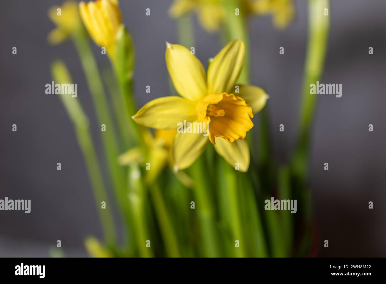 Primo piano del germoglio di un narciso giallo brillante, fiore di narciso giallo Foto Stock