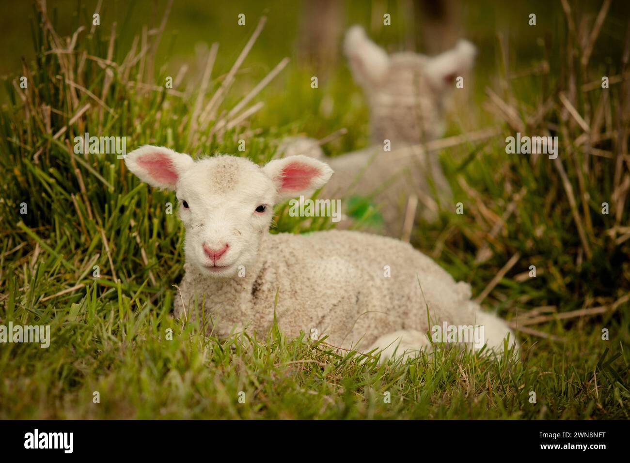 Agnello bianco nascosto nell'erba Foto Stock