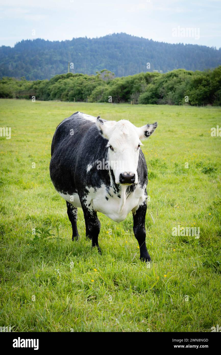 Mucca di manzo bianco e nero che pascolano sull'erba verde in California Foto Stock