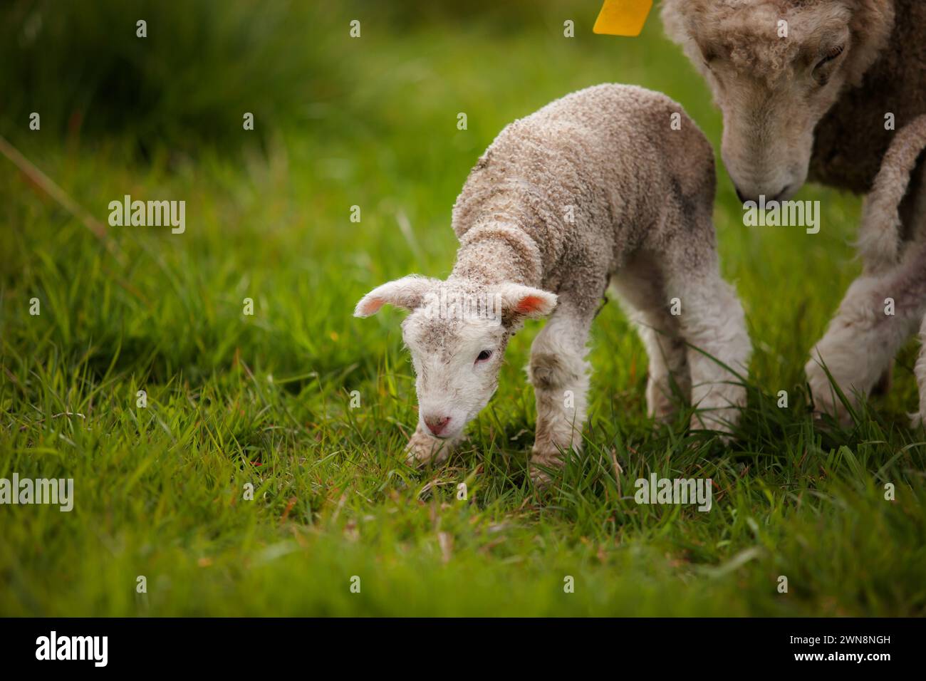 Pecora bianca con agnello nuovo in erba Foto Stock