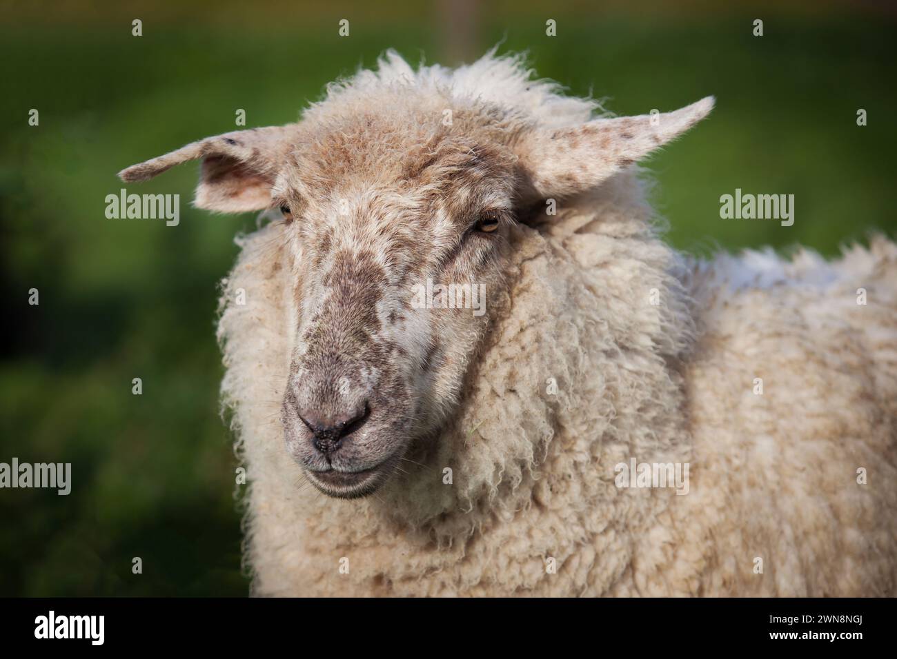 Pecore Wooly ewe che pascolano nel campo Foto Stock