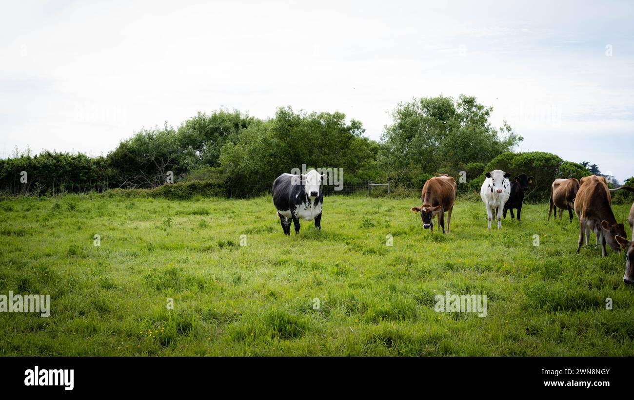 Manzo e vacche da latte che pascolano su erba verde in California Foto Stock