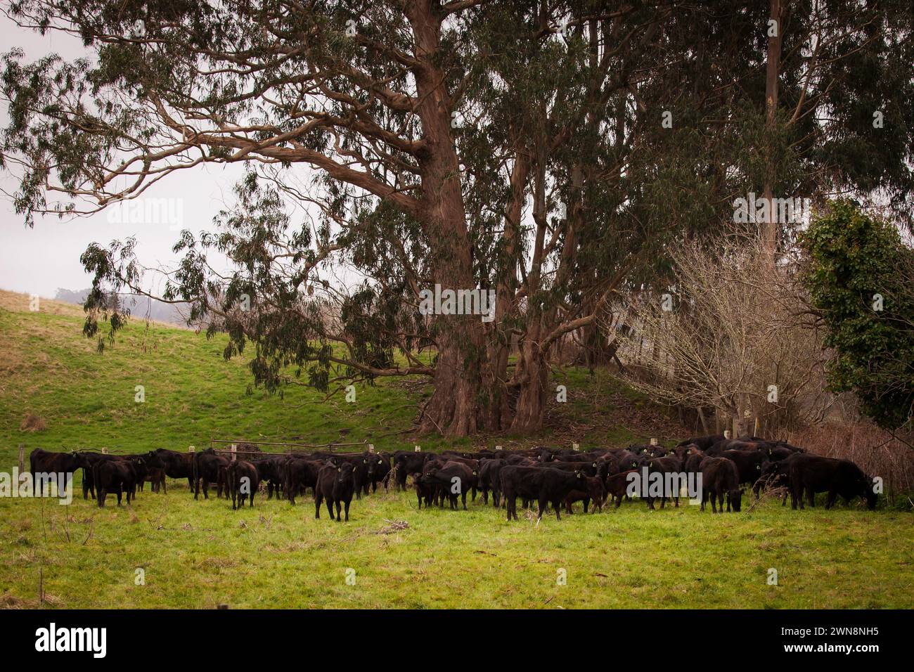 Bovini di manzo Black angus che pascolano su erba verde Foto Stock