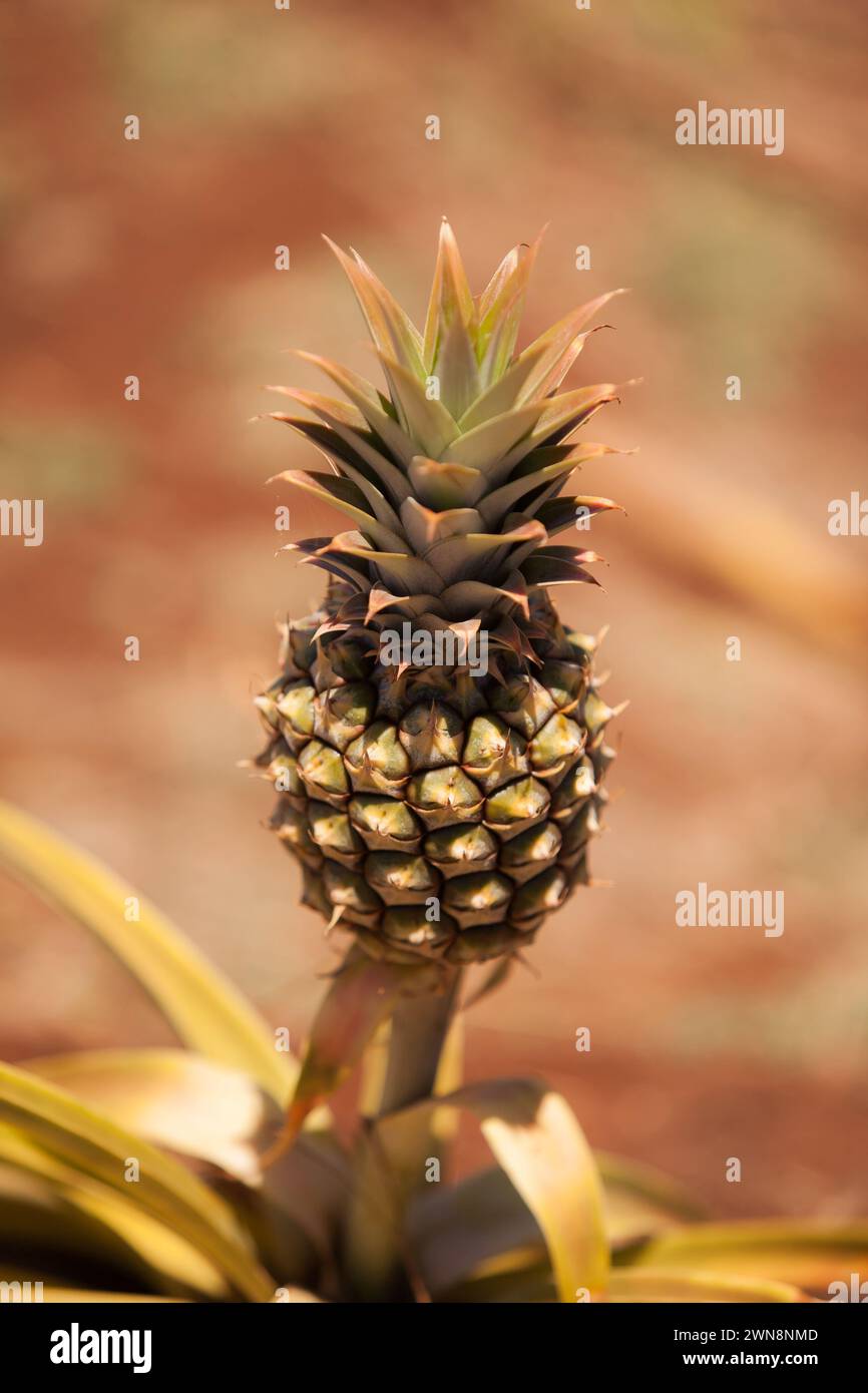 Ananas hawaiano fresco che cresce su un gambo Foto Stock