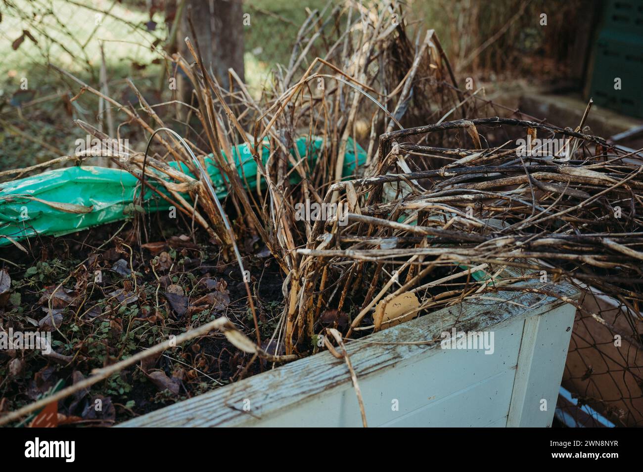 piante marroni morte in un letto rialzato in inverno all'inizio della primavera Foto Stock