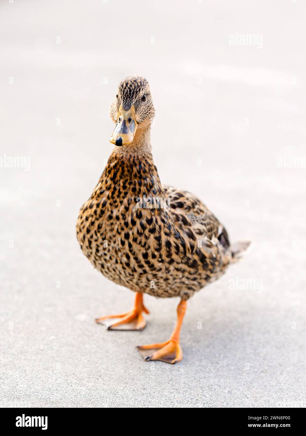 Ritratto di un'anatra arancione e nera che ti dà il suo lato buono Foto Stock