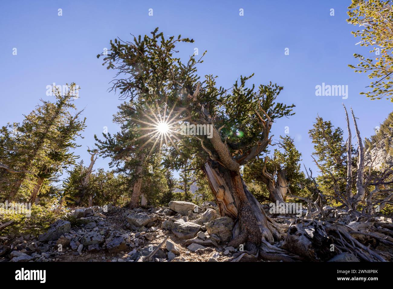 Antico pino di setole con scoppio del sole Foto Stock