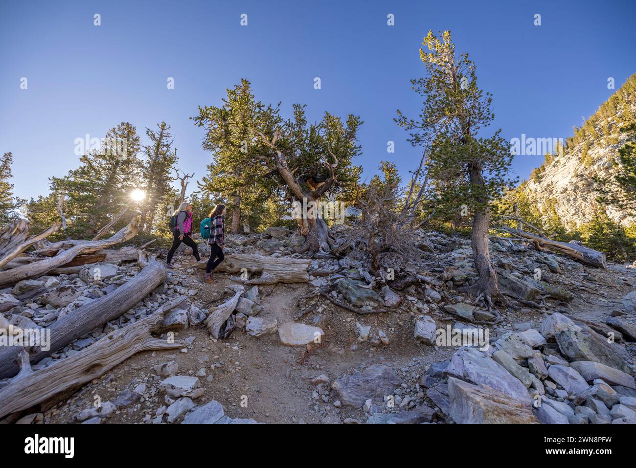 Le donne fanno un'escursione tra gli antichi pini di setole Foto Stock