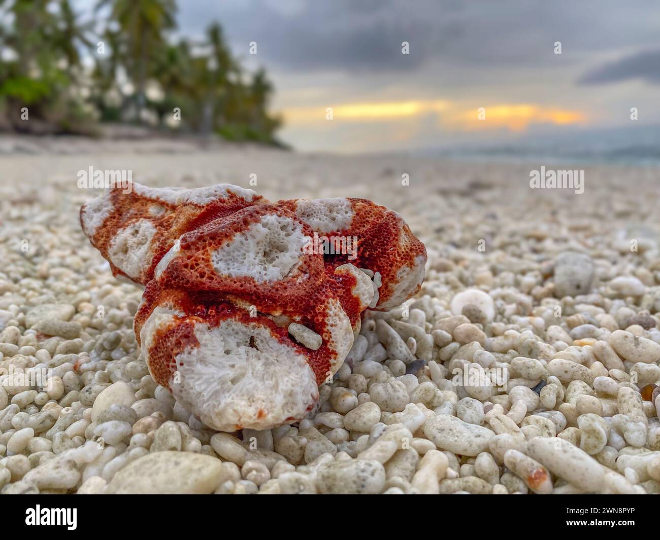 Tramonto tropicale Spiaggia di Fuvahmulah con corallo rosso e bianco Foto Stock