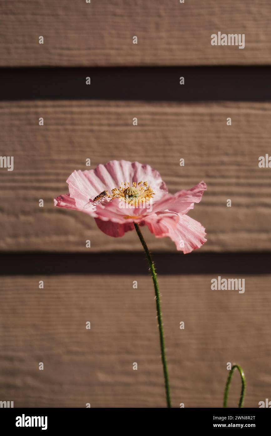 Apicoltura che raccoglie il polline su un papavero rosa d'Islanda nel mio giardino Foto Stock