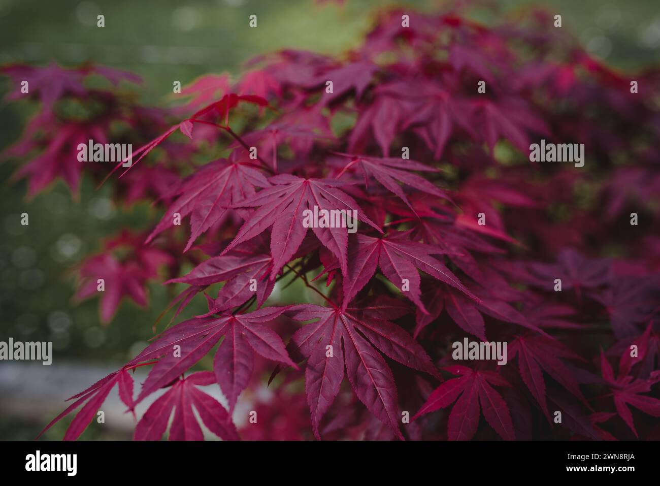 acero giapponese rosso viola nel giardino Foto Stock