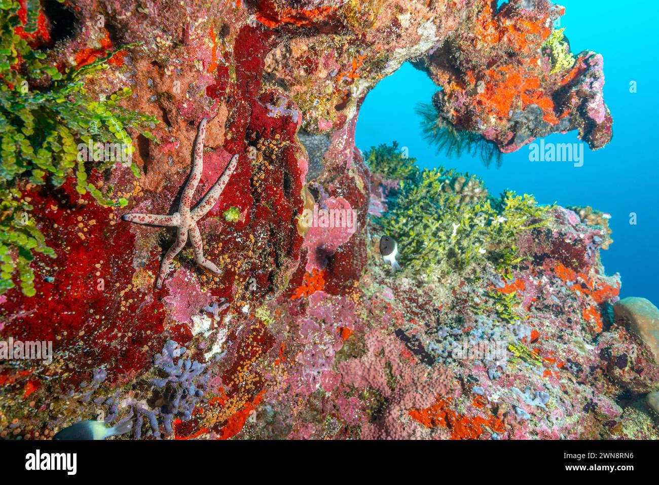 Colorato Sea Star sulla vibrante barriera corallina a Fuvahmulah, Maldive Foto Stock