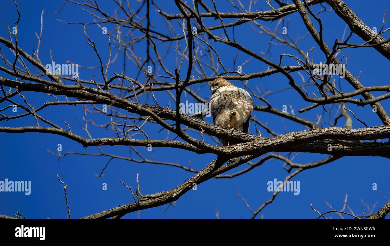 Un Falco Rosso al Thornwald Park di Carlisle, Pennsylvania Foto Stock