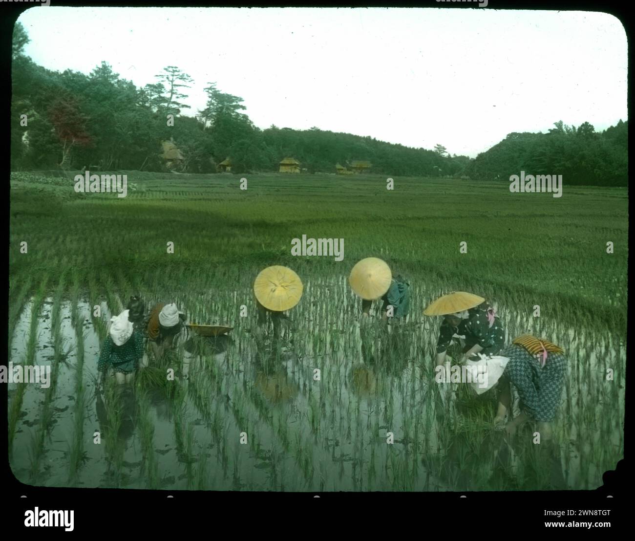 Donne al lavoro nel campo del riso. Dalla collezione "Life in Japan" di Hebert Geddes: Lucidi in vetro vintage colorato a mano dell'era Meiji. Yokohama, Giappone lavoro della fine del XIX secolo,. Queste immagini di vari artisti giapponesi sono state vendute ai visitatori. Foto Stock