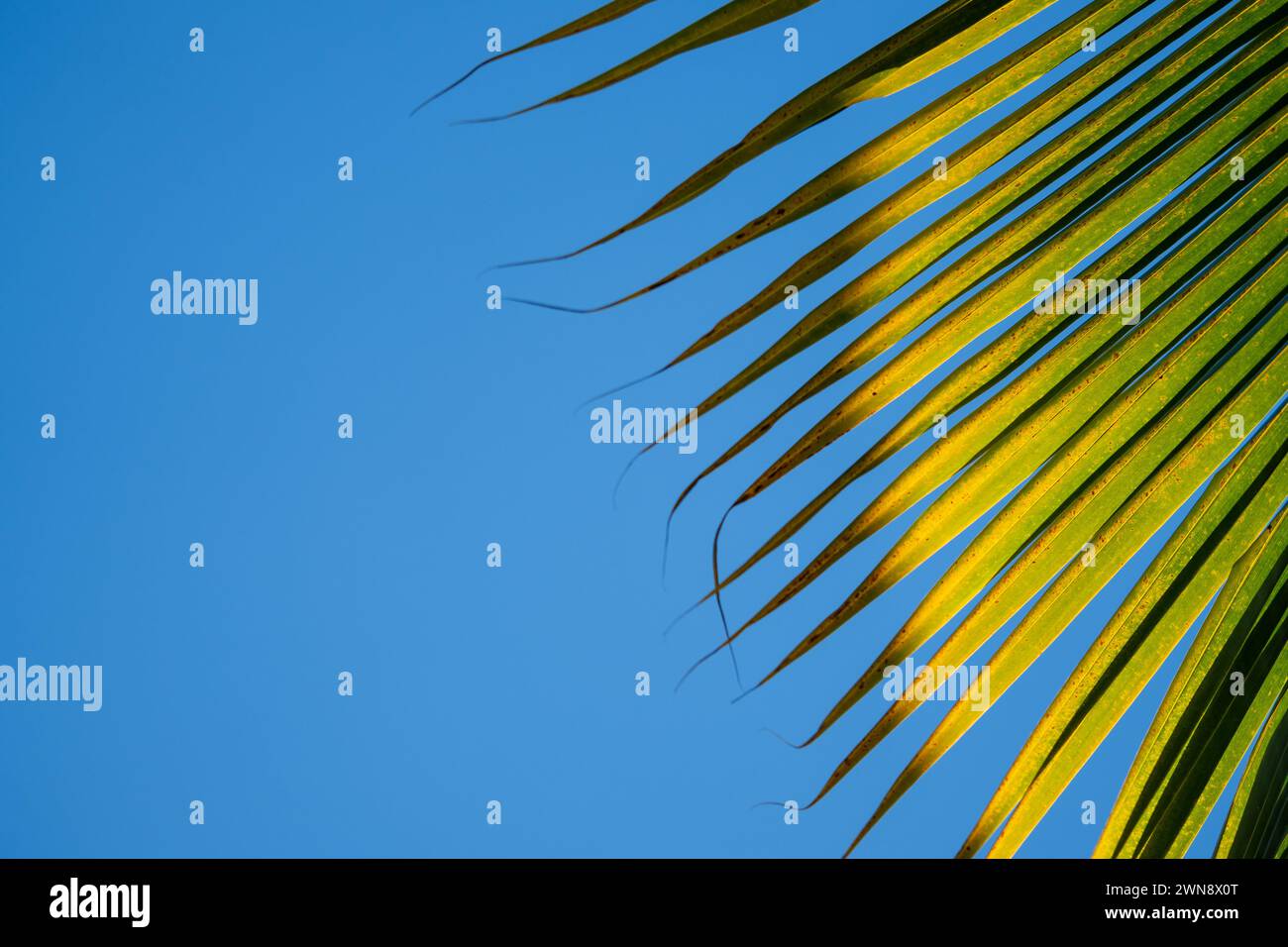 Palm frond contro il cielo blu Foto Stock