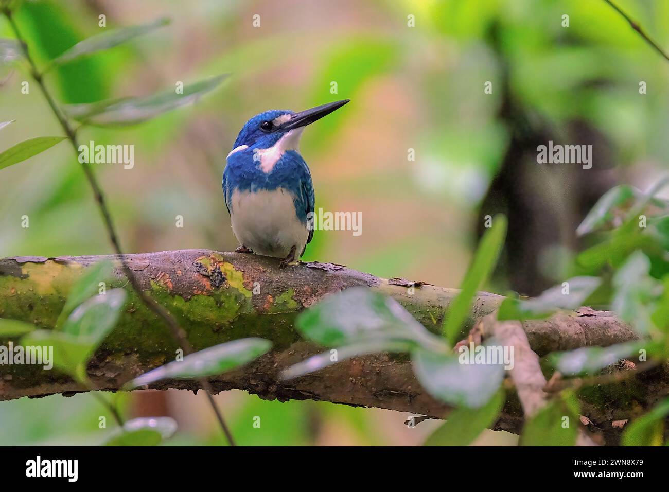 Piccolo Blue kingfisher appollaiato sulla filiale Foto Stock