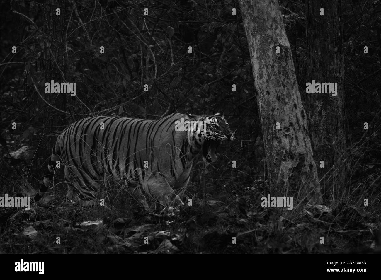 Tigre del Bengala - tigri del Panthera, grande gatto colorato dalle foreste e dai boschi dell'Asia meridionale, riserva delle tigri di Nagarahole, India. Foto Stock