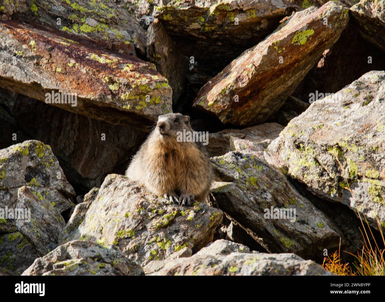 Marmotta alpina sulle rocce del Parco Nazionale del Mercantour nel sud-est della Francia Foto Stock