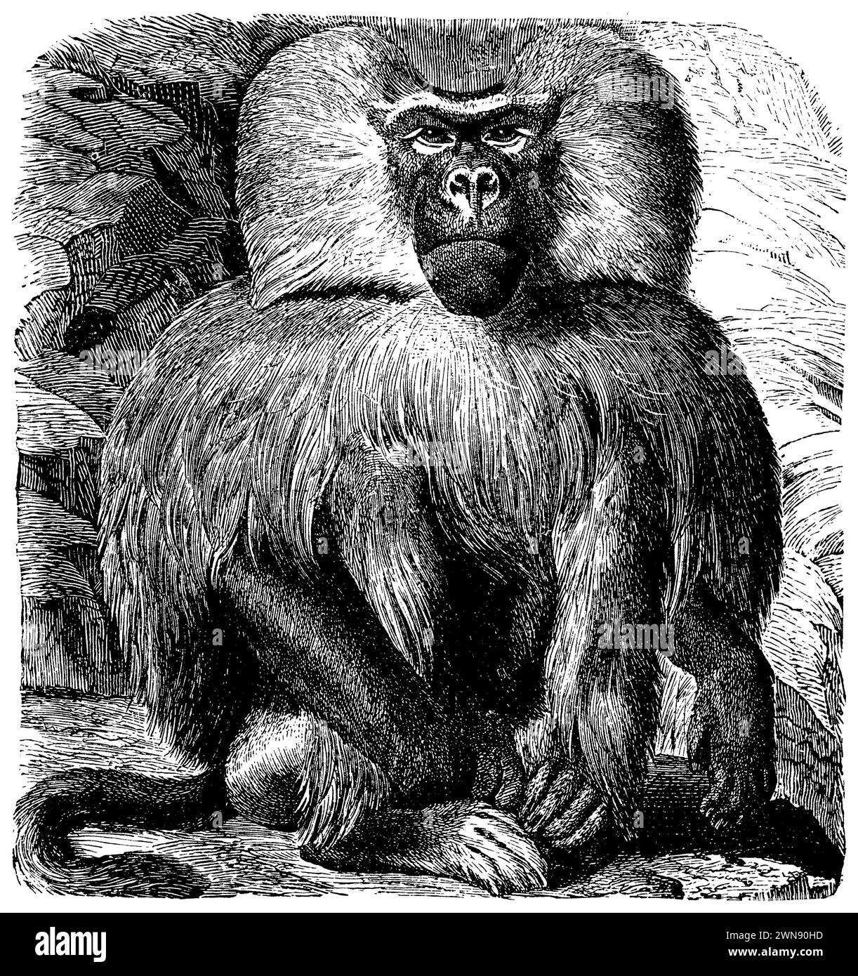 Hamadryas baboon, Papio hamadryas, (enciclopedia, 1885), Mantelpavian, Babouin hamadryas Foto Stock