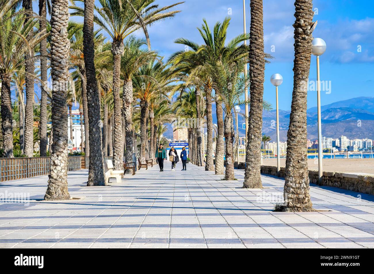 Passeggiata con palme a Playa San Juan, Alicante, Spagna Foto Stock
