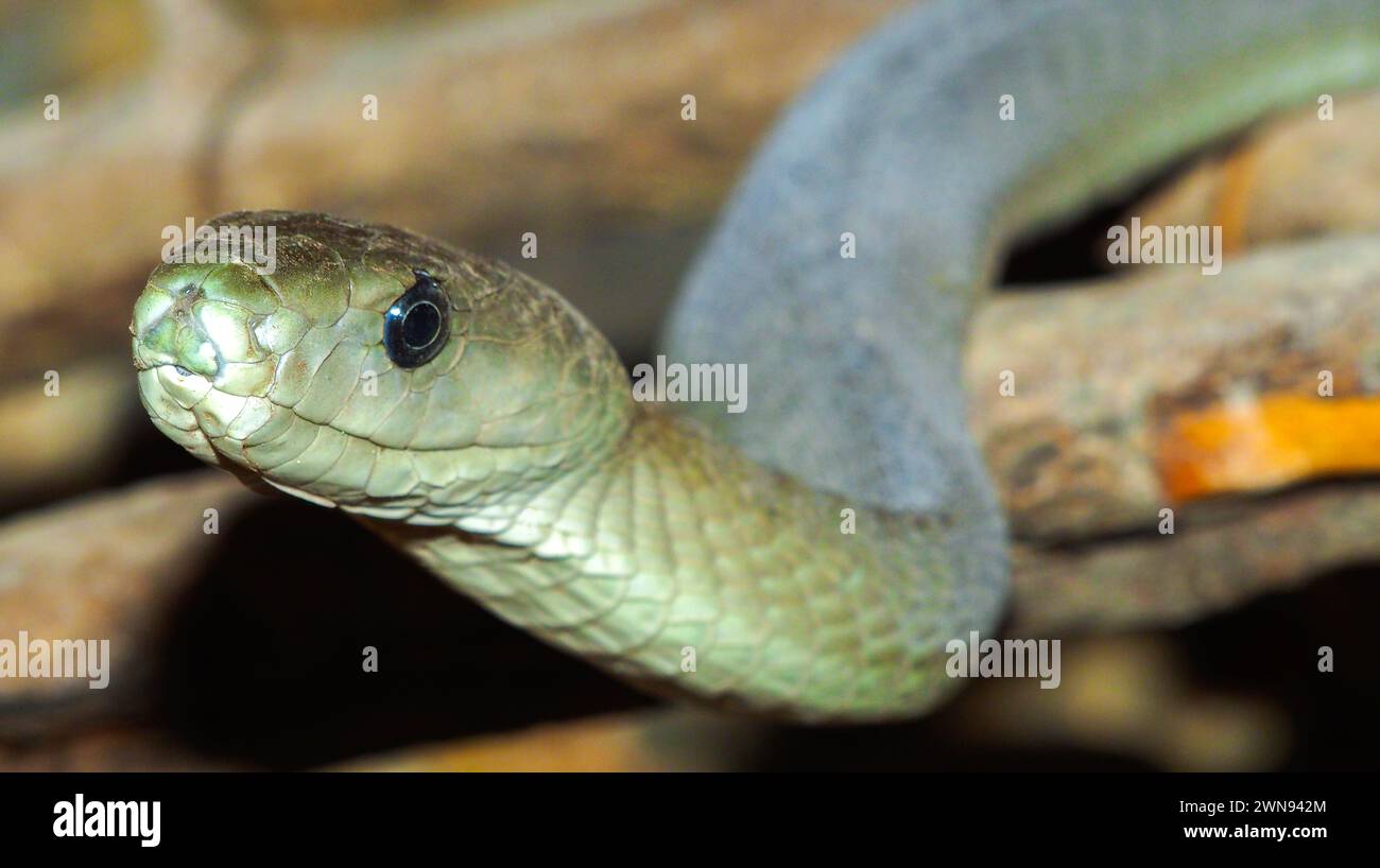 Black Mamba, Dendroaspis polilepsis, Chobe National Park, Botswana, Africa Foto Stock