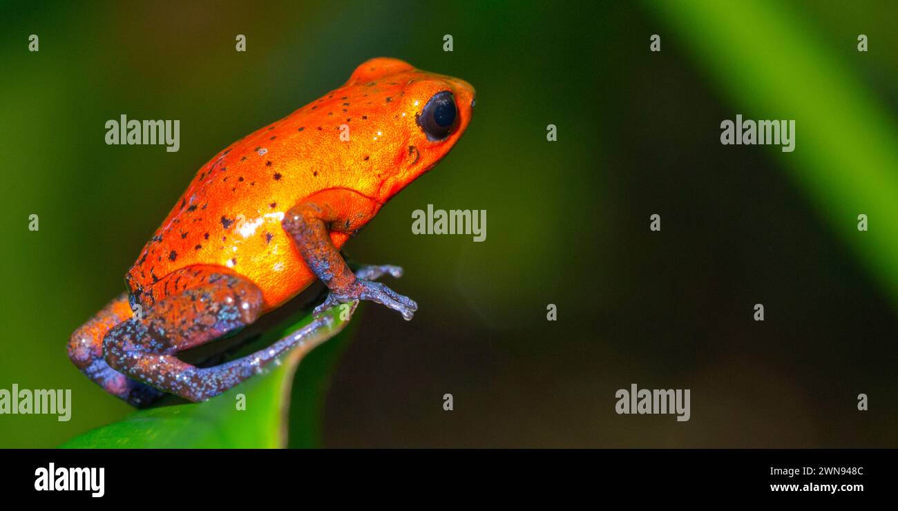 DART Poison Frog, Blue Jeans, Oophaga pumilio, Dendrobates pumilio, Tropical Rainforest, Boca Tapada, provincia di Alajuela, Costa Rica, America Foto Stock