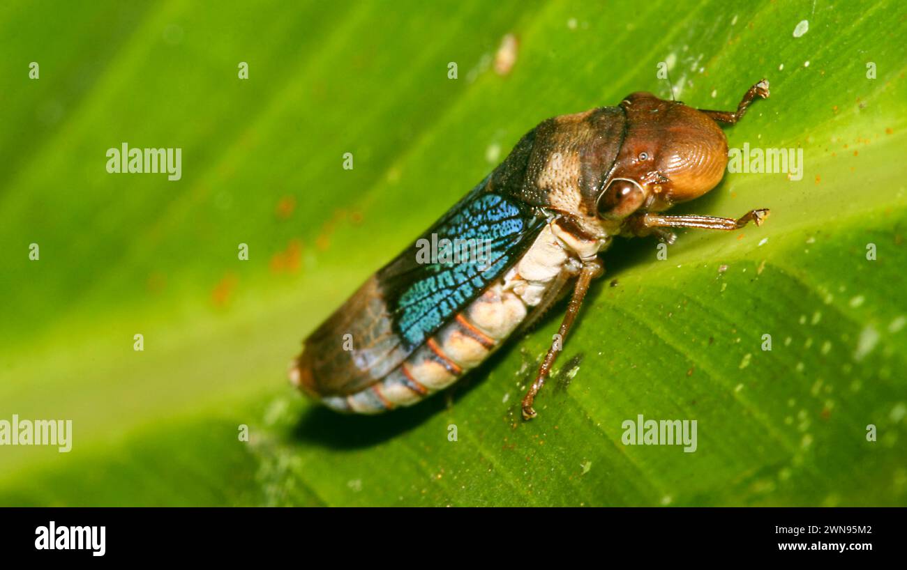 Scudo Bug, Chust Bug, Hemiptera, foresta pluviale tropicale, bacino del fiume Napo, Amazzonia, Ecuador, America Foto Stock