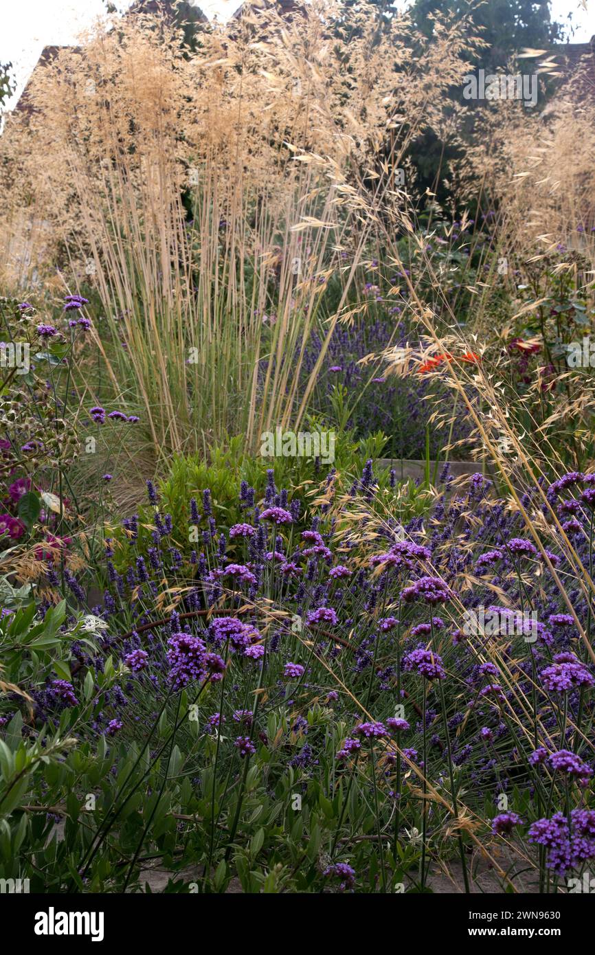 viola top vervain in crescita wisley surrey inghilterra Foto Stock