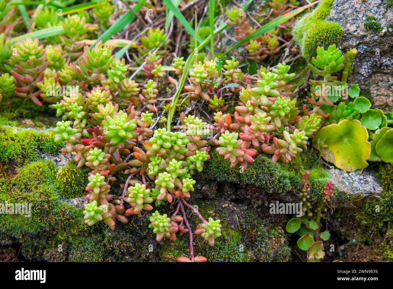 Piante su un muro di pietra. Foto Stock