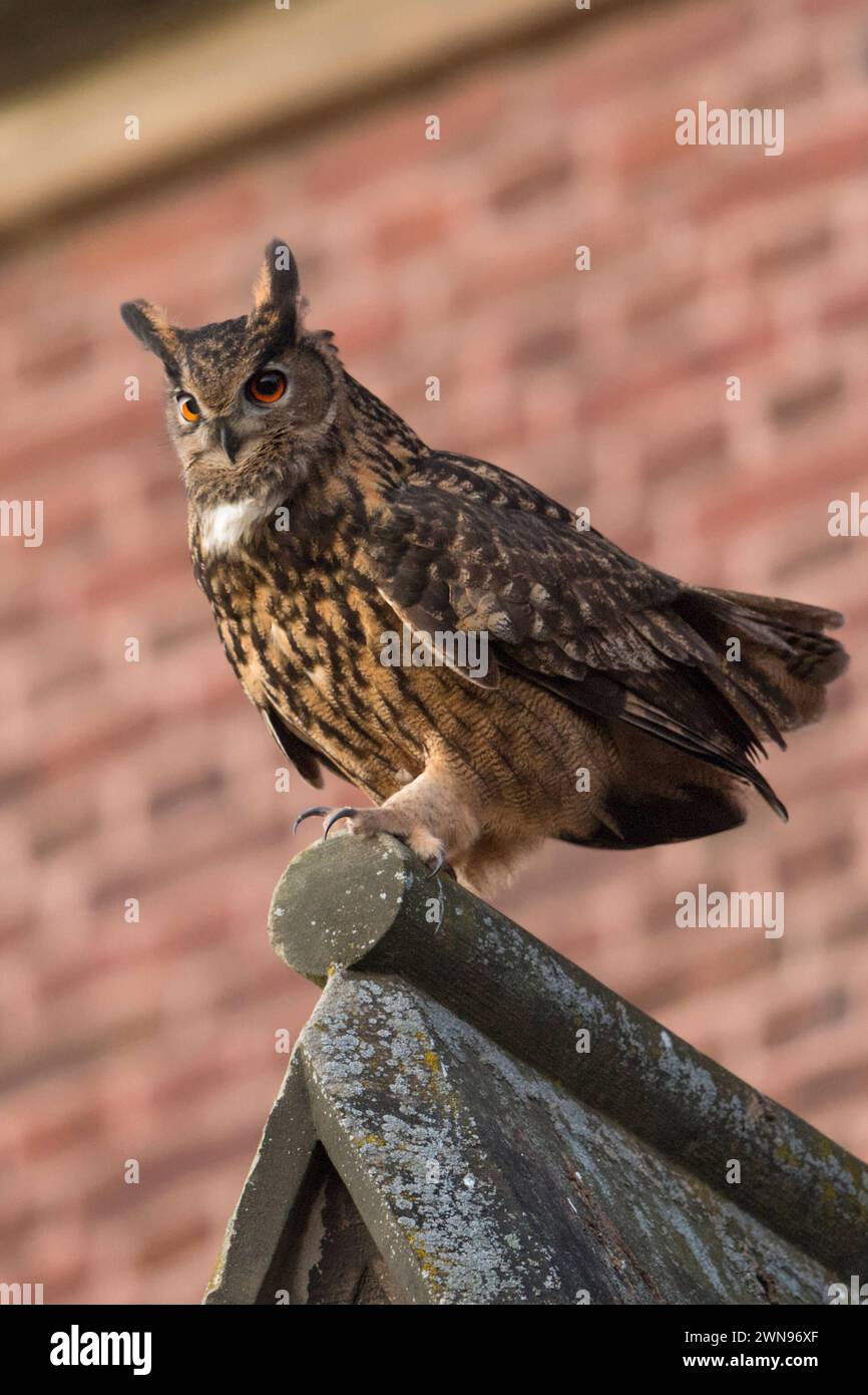 Kirchenuhu... Europäischer Uhu bubo bubo , Männchen, Europas größte Eule sitzt auf dem Dach einer Kirche und balzt, mittlerweile häufiger Kulturfolger, der immer häufiger auch in Städten brütet, heimische Vogelwelt, Tierwelt, Natur *** Gufo Bubo bubo maschio adulto, seduto, arroccato sul tetto di una chiesa, in un ambiente urbano, corteggiare, vista laterale, fauna selvatica, Europa. Nordrhein-Westfalen Deutschland, Westeuropa Foto Stock