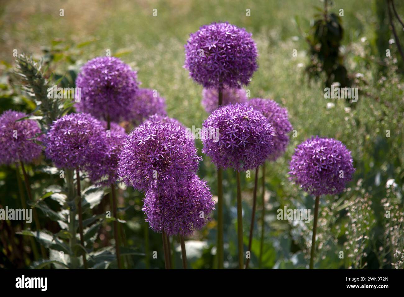alleati viola wisley surrey inghilterra Foto Stock