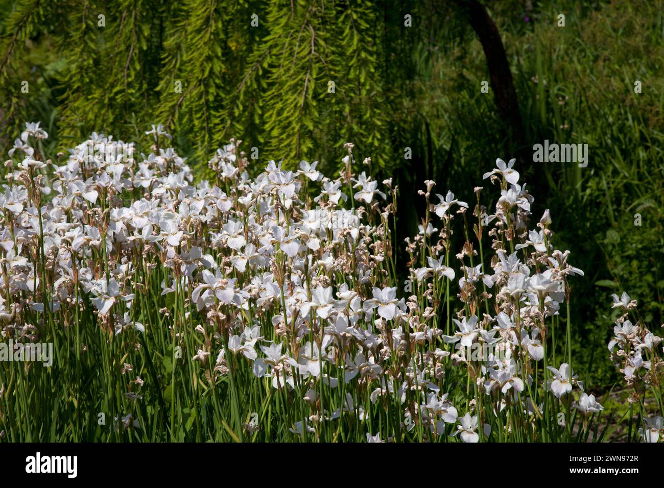 iris siberiani wisley surrey inghilterra Foto Stock