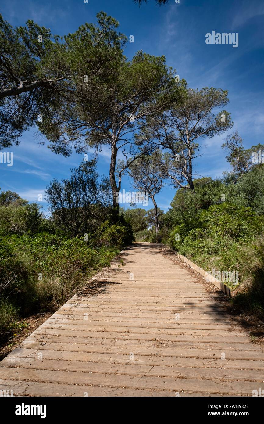 Percorso Punta De Ses Gatoves, Parco Naturale Mondragó, Santanyí comune, Maiorca, Isole Baleari, Spagna Foto Stock