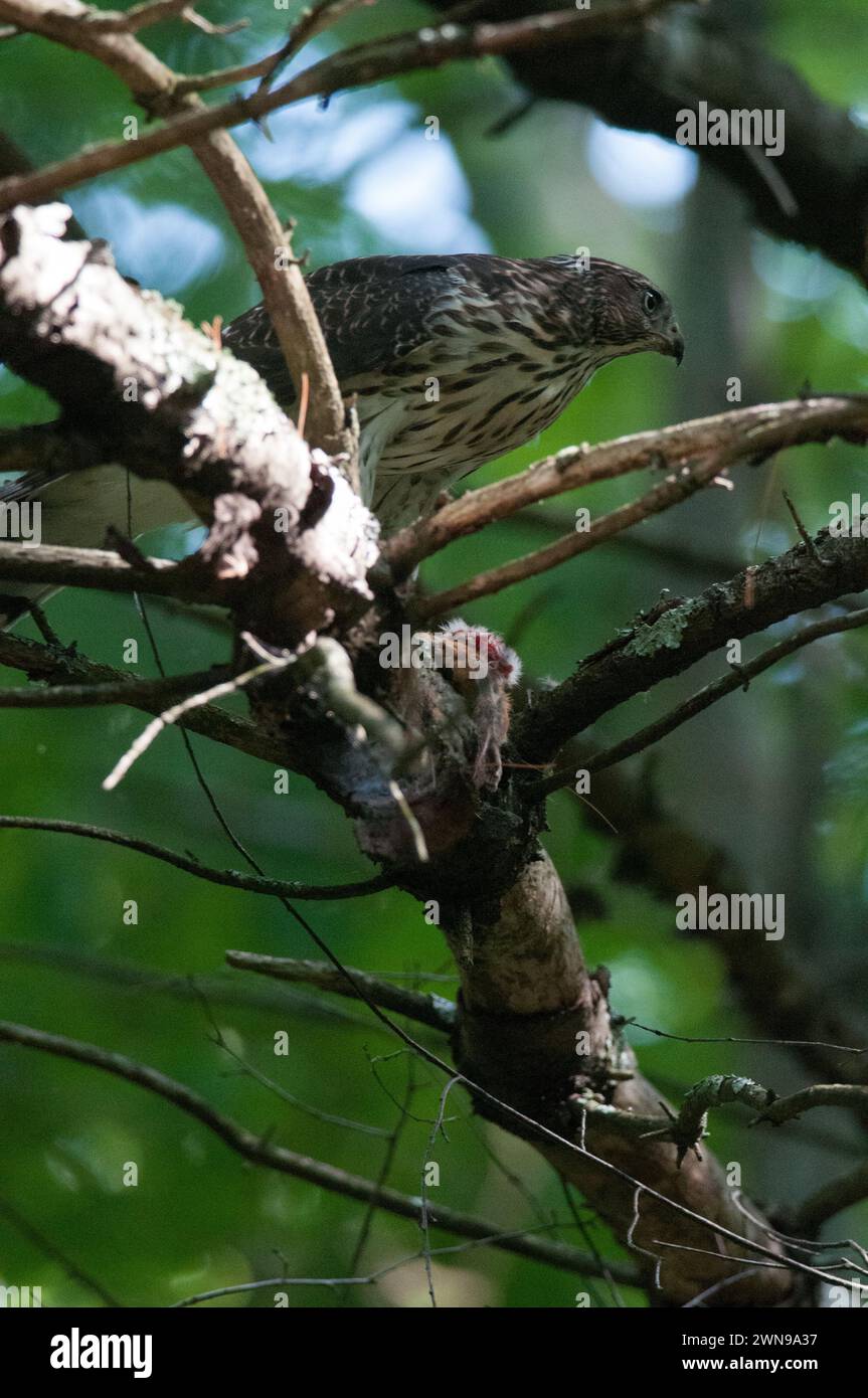 Hawk di Cooper arroccato su un albero con la loro preda Foto Stock