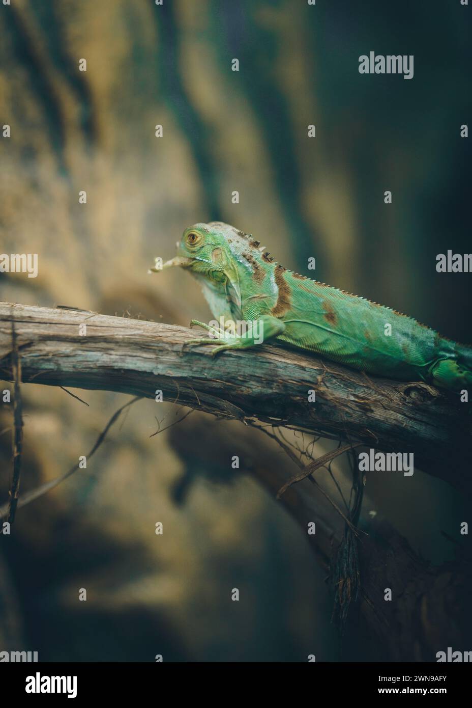 Primo piano ritratto di un rettile nascosto nel suo habitat naturale Foto Stock