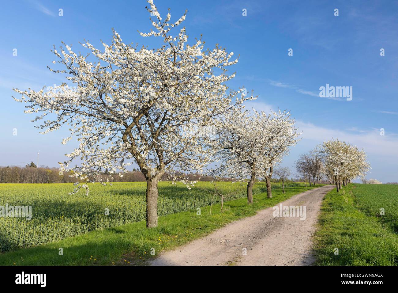 Kirschbaumallee Prunus in Blüte, Klipphausen, Sachsen, Deutschland *** Ciliegio viale Prunus in fiore, Klipphausen, Sassonia, Germania Foto Stock