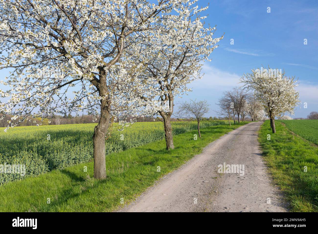 Kirschbaumallee Prunus in Blüte, Klipphausen, Sachsen, Deutschland *** Ciliegio viale Prunus in fiore, Klipphausen, Sassonia, Germania Foto Stock