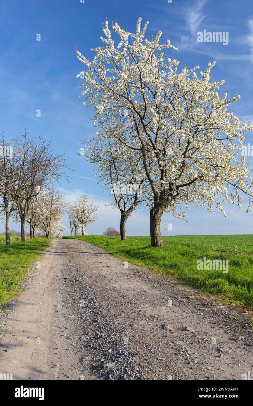 Kirschbaumallee Prunus in Blüte, Klipphausen, Sachsen, Deutschland *** Ciliegio viale Prunus in fiore, Klipphausen, Sassonia, Germania Foto Stock