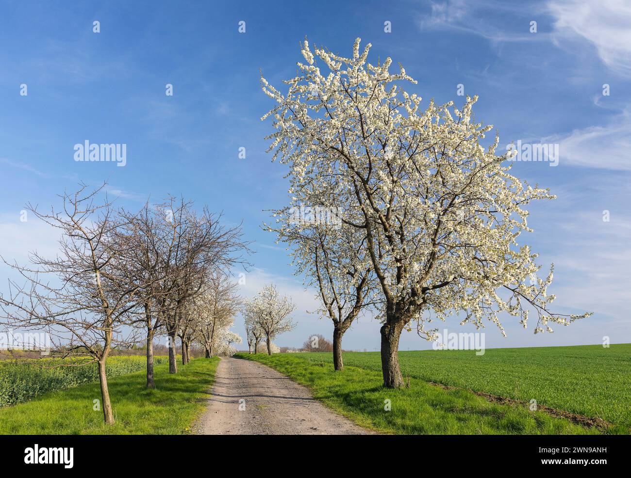 Kirschbaumallee Prunus in Blüte, Klipphausen, Sachsen, Deutschland *** Ciliegio viale Prunus in fiore, Klipphausen, Sassonia, Germania Foto Stock
