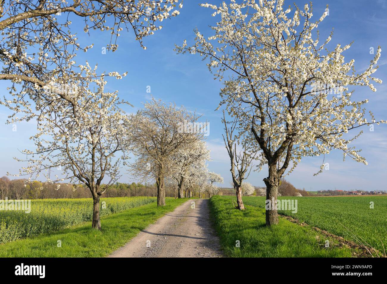 Kirschbaumallee Prunus in Blüte, Klipphausen, Sachsen, Deutschland *** Ciliegio viale Prunus in fiore, Klipphausen, Sassonia, Germania Foto Stock
