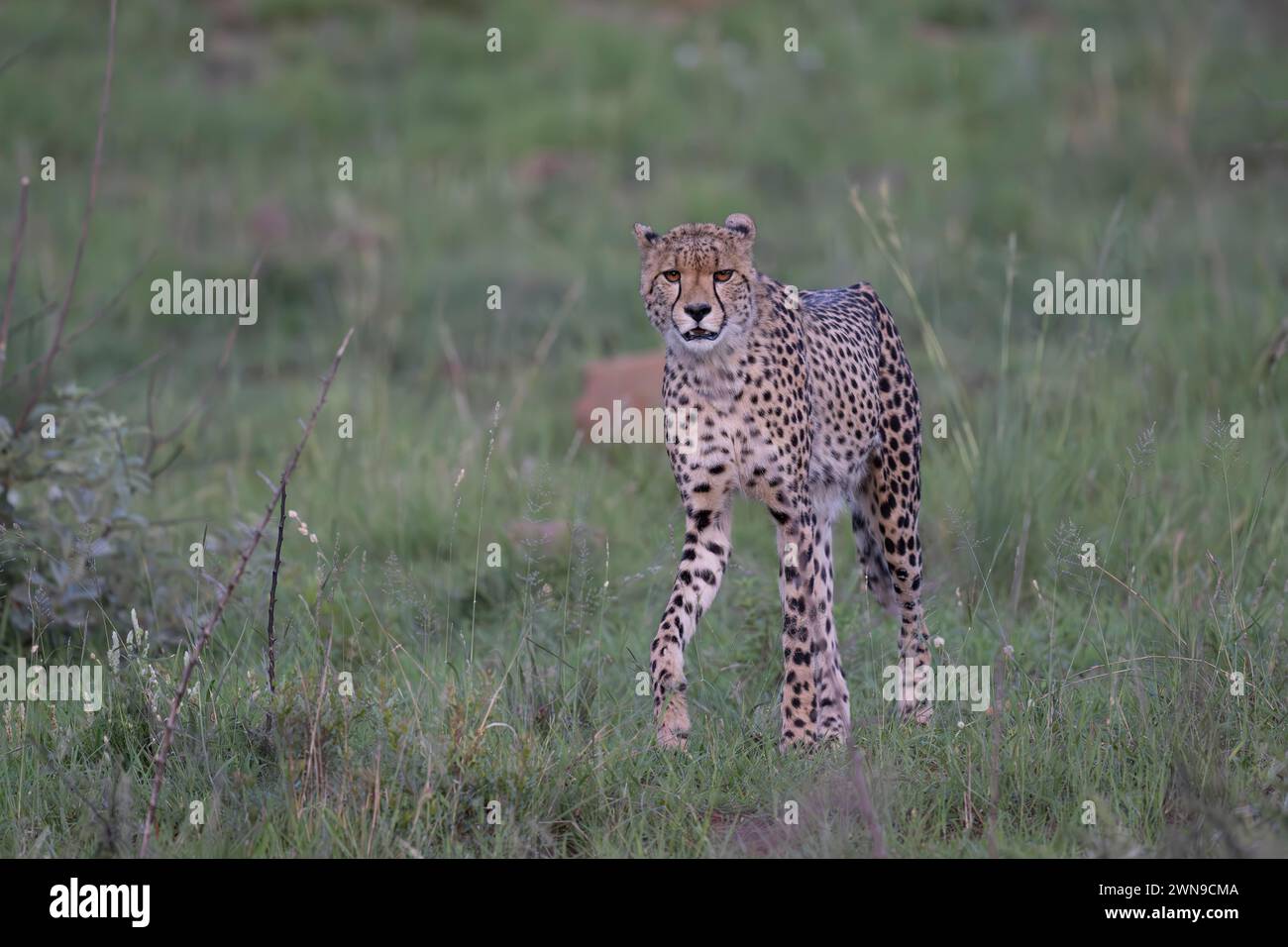 Cheetah (Acinonyx jubatus), lussureggiante riserva di caccia privata, Parco Nazionale di Pilanesberg, Sudafrica Foto Stock